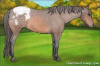 Horse Color:Bay Appaloosa 