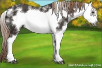 Horse Color:Liver Chestnut Sabino Splash Frame 