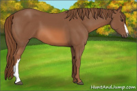 Horse Color:Chestnut 