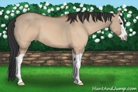 Horse Color:Brown Dun Splash 