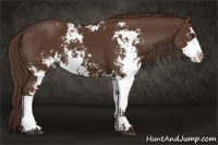 Horse Color:Liver Chestnut Sabino 