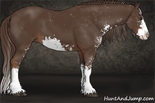 Horse Color: Liver Chestnut Sabino Splash 