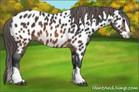 Horse Color:Brown Splash Near Leopard 