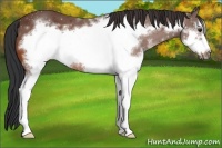 Horse Color:White Spotted Bay Frame
