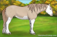 Horse Color:Red Dun Splash 
