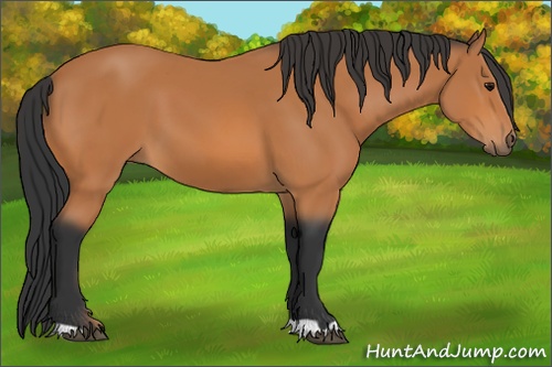 Horse Color: Bay 