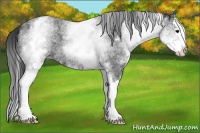 Horse Color:White Spotted Blue Roan Splash Varnish 