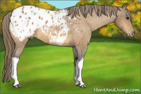 Horse Color:Buckskin Appaloosa