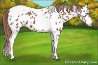 Horse Color:Chestnut Splash Tobiano Frame Near Leopard 