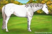 Horse Color:Buckskin Splash Appaloosa 