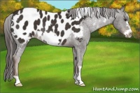 Horse Color:White Spotted Liver Chestnut Frame Appaloosa Rabicano 