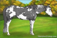 Horse Color:White Spotted Black Splash Frame Appaloosa