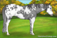 Horse Color:White Spotted Blue Roan Splash Frame Appaloosa 