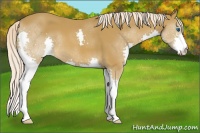 Horse Color:Chocolate Palomino Splash 