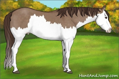 Horse Color: Liver Red Dun Splash 