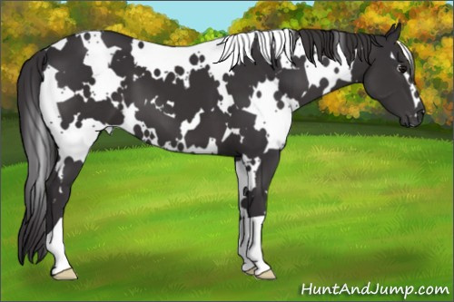 Horse Color: White Spotted Buckskin 