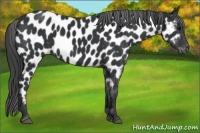 Horse Color:Black Appaloosa 