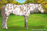 Horse Color:Amber Champagne Appaloosa 