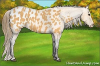 Horse Color:Buckskin Blanket 