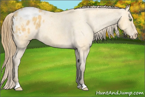 Horse Color: Amber Cream Champagne Varnish 