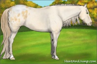 Horse Color:Amber Cream Champagne Appaloosa 