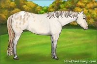 Horse Color:Buckskin Dun Appaloosa
