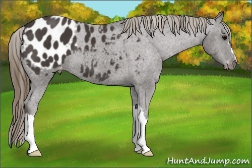 Horse Color: Unknown 
