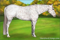 Horse Color:Bay Roan Appaloosa