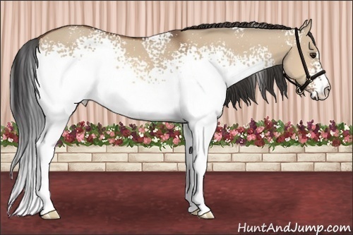 Horse Color: White Spotted Bay Dun 