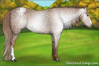 Horse Color:Gray Chestnut Appaloosa 