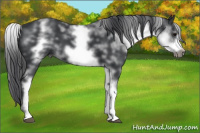Horse Color:White Spotted Brown Frame 