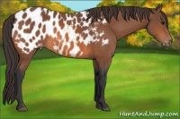 Horse Color:Bay Appaloosa 