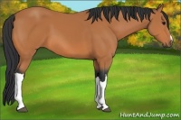 Horse Color:Bay 
