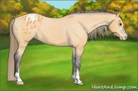 Horse Color:Buckskin Sabino Blanket 