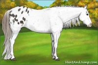 Horse Color:Smoky Black Appaloosa 