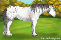 Horse Color:Gray Bay Splash Appaloosa 