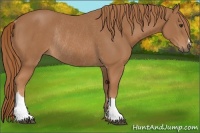 Horse Color:Chestnut Rabicano 