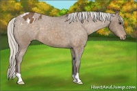 Horse Color:Silver Buckskin Varnish 