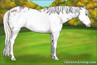 Horse Color:Watercolor Silver Bay Dun Splash Frame Appaloosa Rabicano 