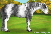 Horse Color:White Spotted Brown 