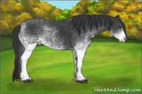 Horse Color:White Spotted Black 