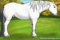 Horse Color:White Spotted Bay Dun 