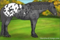 Horse Color:Black Appaloosa