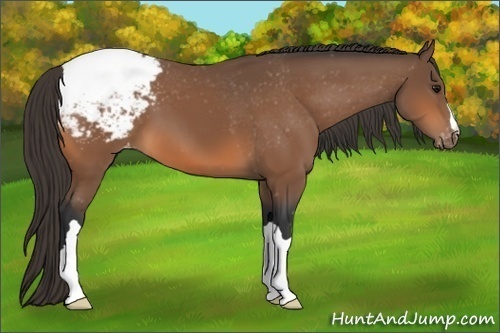 Horse Color: Bay Snowcap 