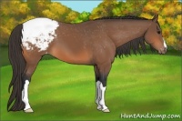 Horse Color:Bay Snowcap 