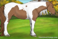 Horse Color:Chestnut Tobiano