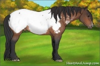 Horse Color:Brown Near Fewspot Rabicano 