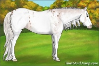 Horse Color:White Spotted Silver Bay Splash Appaloosa