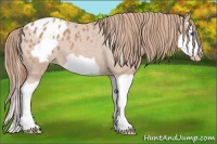 Horse Color:Red Roan Splash Frame Appaloosa