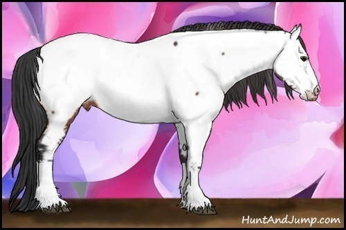 Horse Color: Brown Fewspot Rabicano 
